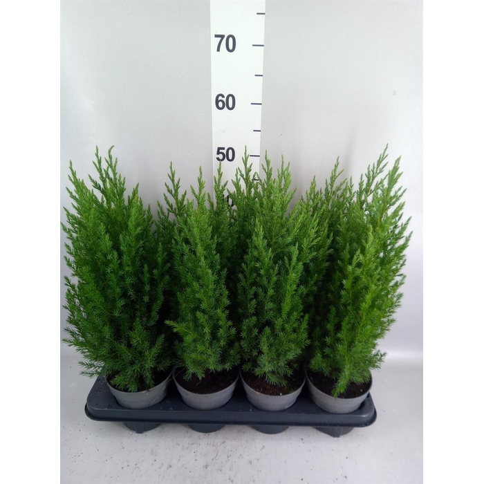 <h4>Juniperus chinensis 'Stricta'</h4>