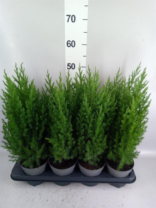 Juniperus chinensis 'Stricta'