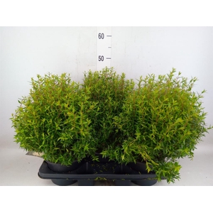 Myrtus communis