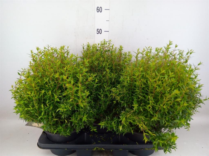 <h4>Myrtus communis</h4>