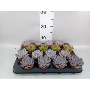 Echeveria   ...mix
