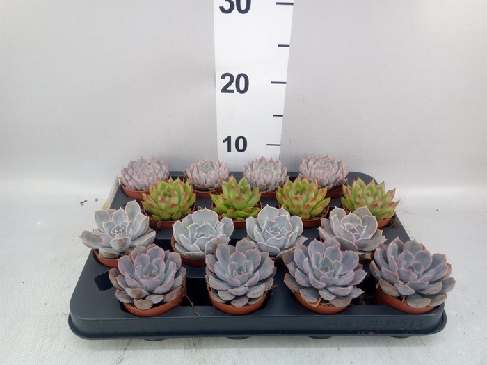 <h4>Echeveria   ...mix</h4>