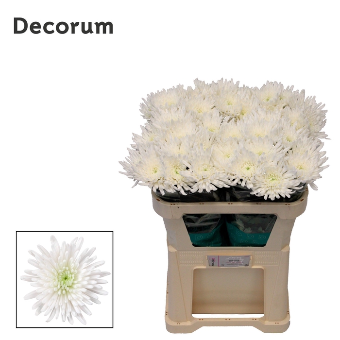 <h4>Chrysanten Chr G Topspin</h4>