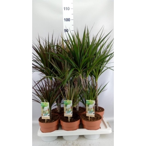 Dracaena   ...mix