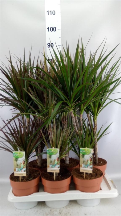 <h4>Dracaena   ...mix</h4>