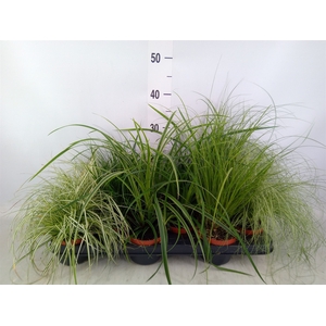 Carex   ...mix