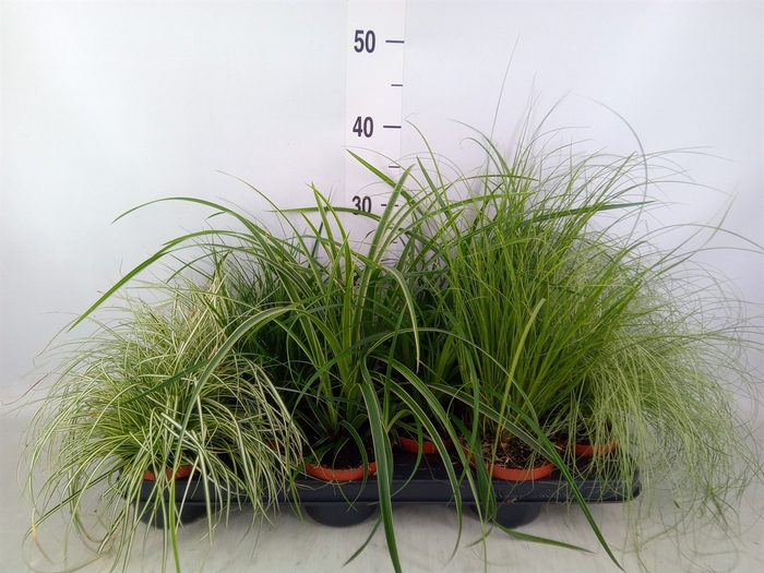 <h4>Carex   ...mix</h4>