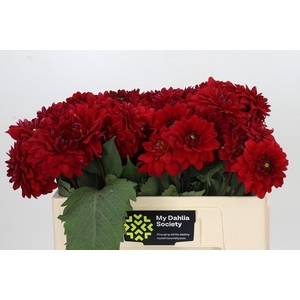 Dahlia Heatwave