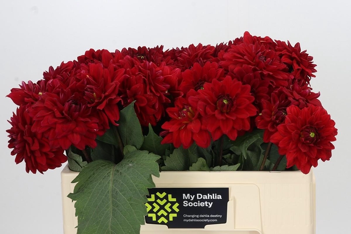 <h4>Dahlia Heatwave</h4>