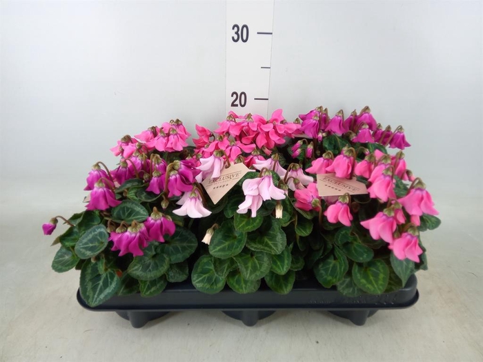 <h4>Cyclamen KL 'Petticoat'</h4>