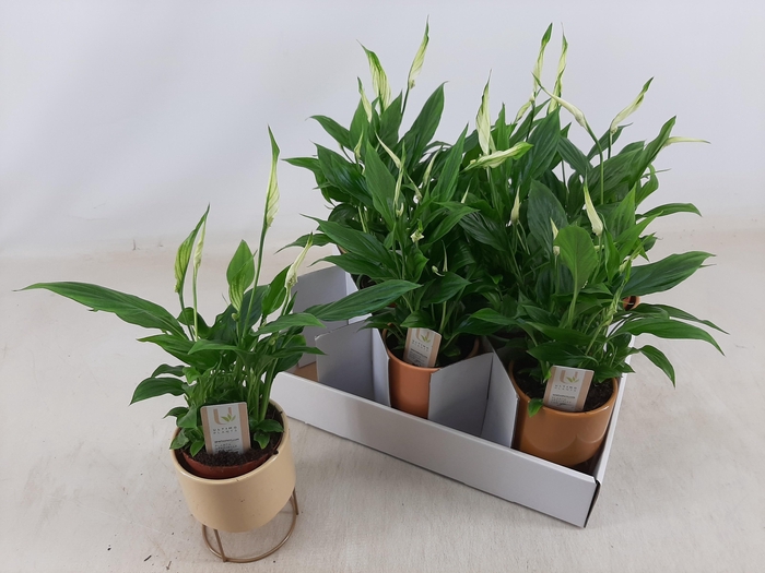 <h4>SPATH CHOPIN</h4>