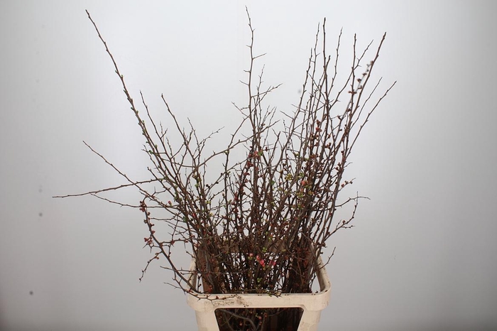 <h4>Chaenomelis Superba</h4>