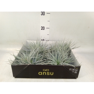 Tillandsia