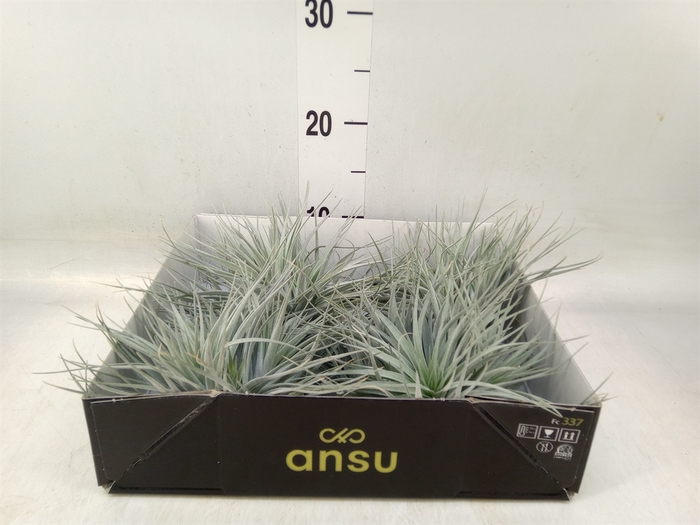 <h4>Tillandsia</h4>