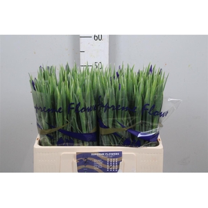 Iris Prof Blaauw