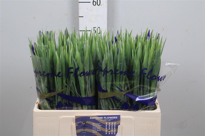 <h4>Iris Prof Blaauw</h4>