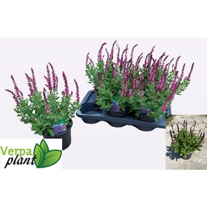 SALVIA NE OV