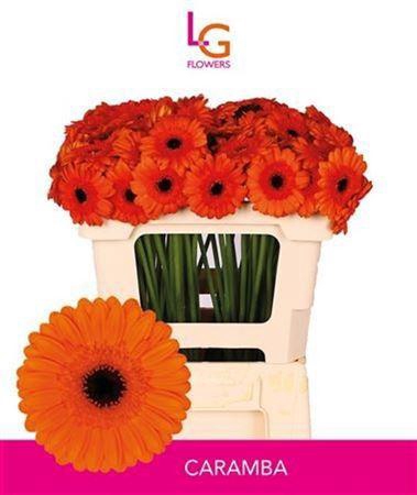 <h4>Ge Mi Caramba</h4>