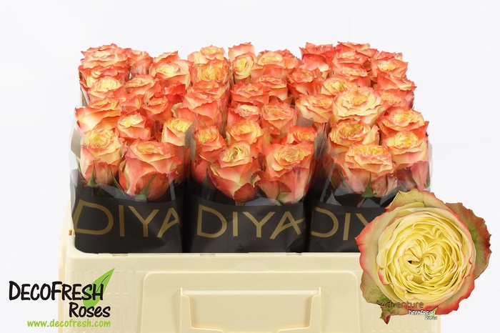 <h4>R Gr Adventure</h4>