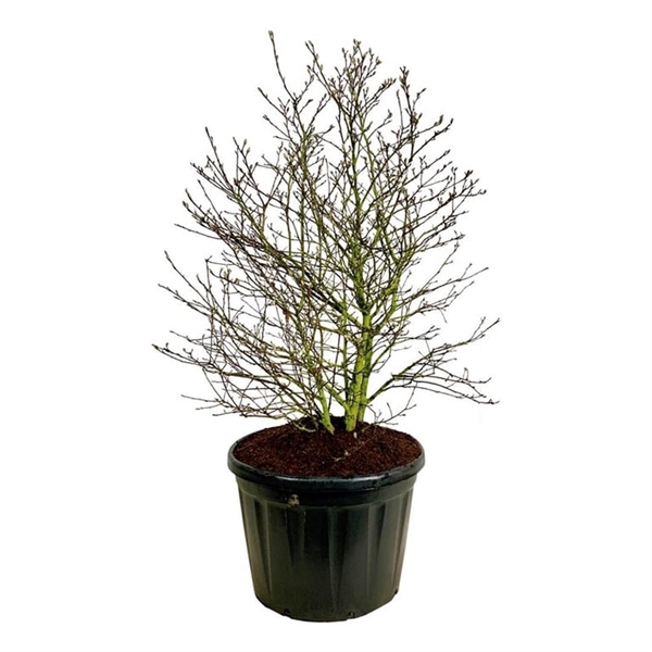 <h4>Magnolia stellata</h4>