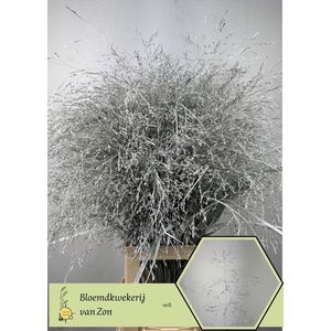 Siergr Ov Klb H% Wit