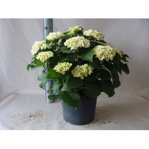 Hydrangea mac.