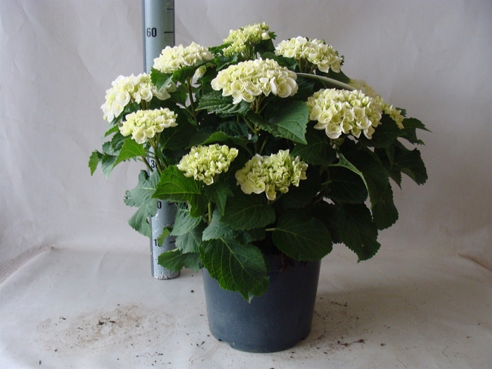 <h4>Hydrangea mac.</h4>