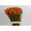 Kniphofia Eycone Orange
