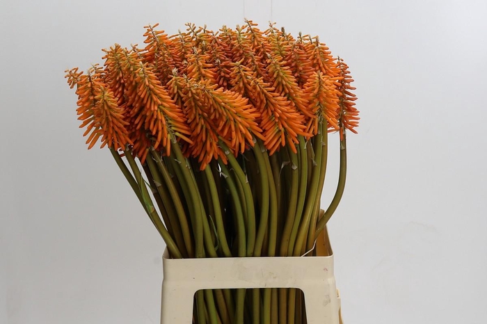 <h4>Kniphofia Eycone Orange</h4>