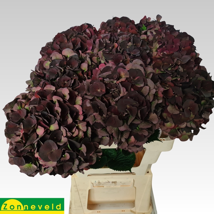 Hydrangea mag dark ruby classic