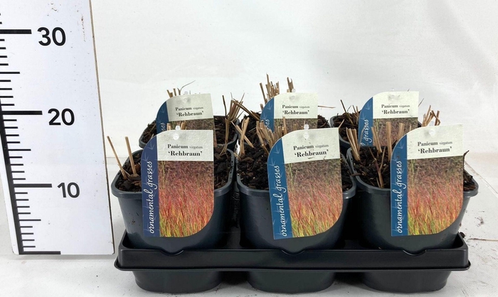 Panicum Rehbraun