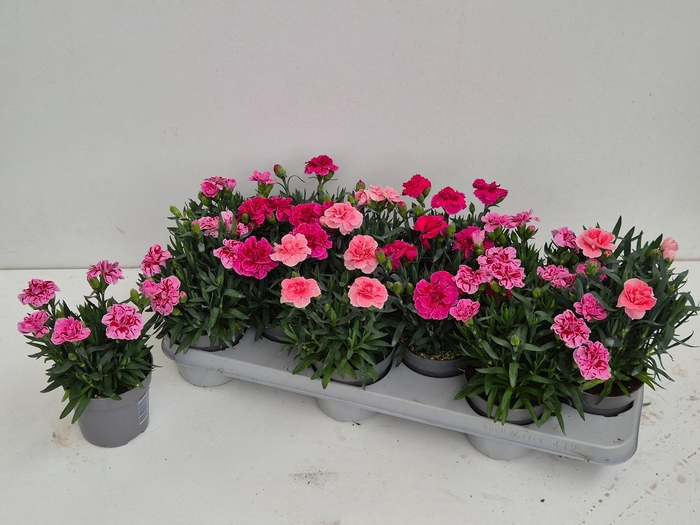 <h4>DIAN OSC GEM</h4>