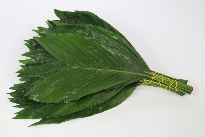 <h4>Cocos xx-Large Green Ocean (air)</h4>