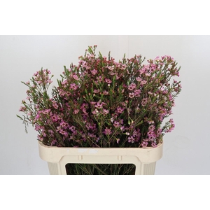 Chamelaucium Grand Adi