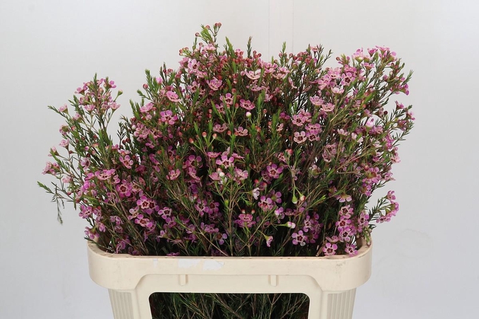 <h4>Chamelaucium Grand Adi</h4>