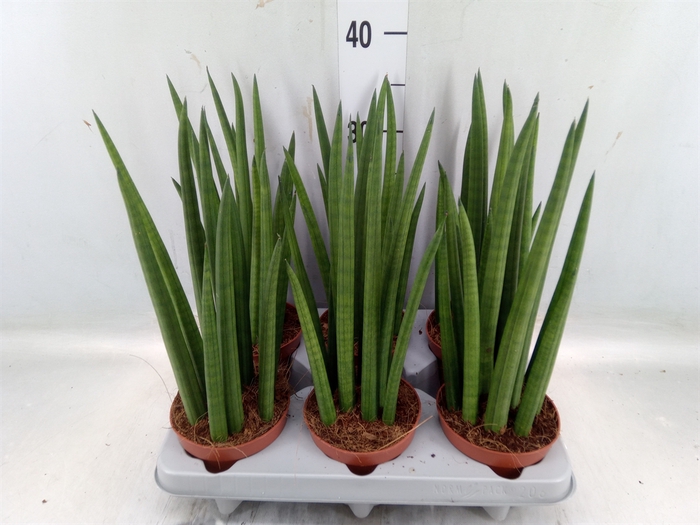 <h4>Sansevieria cyl.  ...</h4>