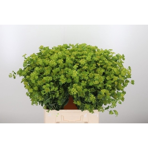 Bupleurum Griffithii