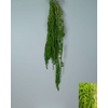 GESTABILISEERD AMARANTHUS (H) BORDEAUX
