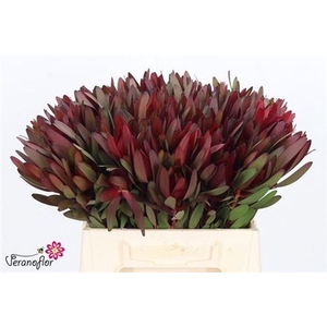 Leucad Saf Sunset 40 Cm