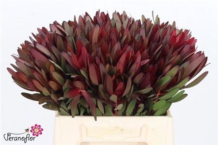 <h4>Leucad Saf Sunset 40 Cm</h4>