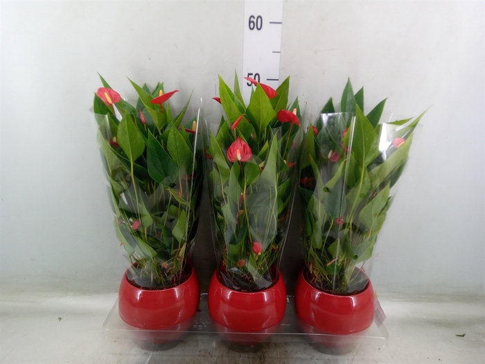<h4>Anthurium andr. 'Mill Flowers Red'</h4>