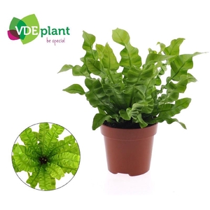 Asplenium Nidus Crispy Wave