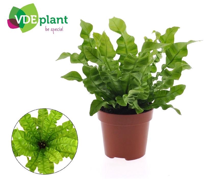 <h4>Asplenium Nidus Crispy Wave</h4>