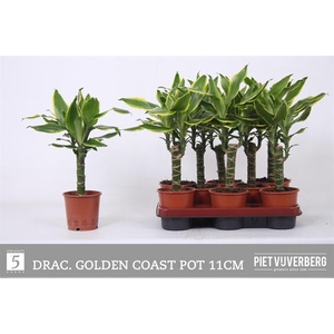 Dracaena Golden Coast 11Ø 40cm