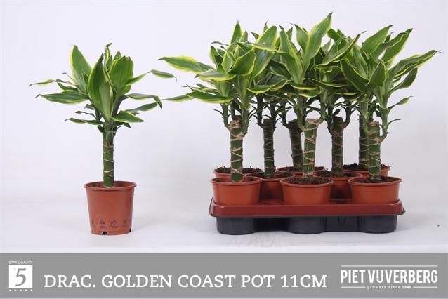 Dracaena Golden Coast 11Ø 40cm