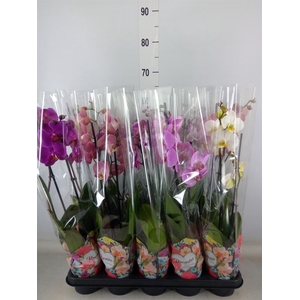 Phalaenopsis   ...mix  5