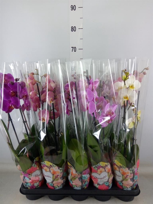 <h4>Phalaenopsis   ...mix  5</h4>