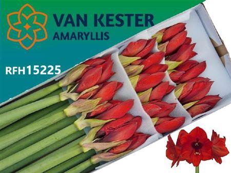 <h4>Hipp Ga Red Lion</h4>