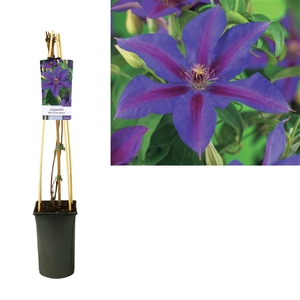 Clematis 'Mrs. N. Thompson' +light label