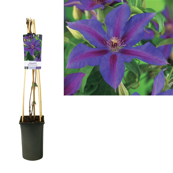 <h4>Clematis 'Mrs. N. Thompson' +light label</h4>